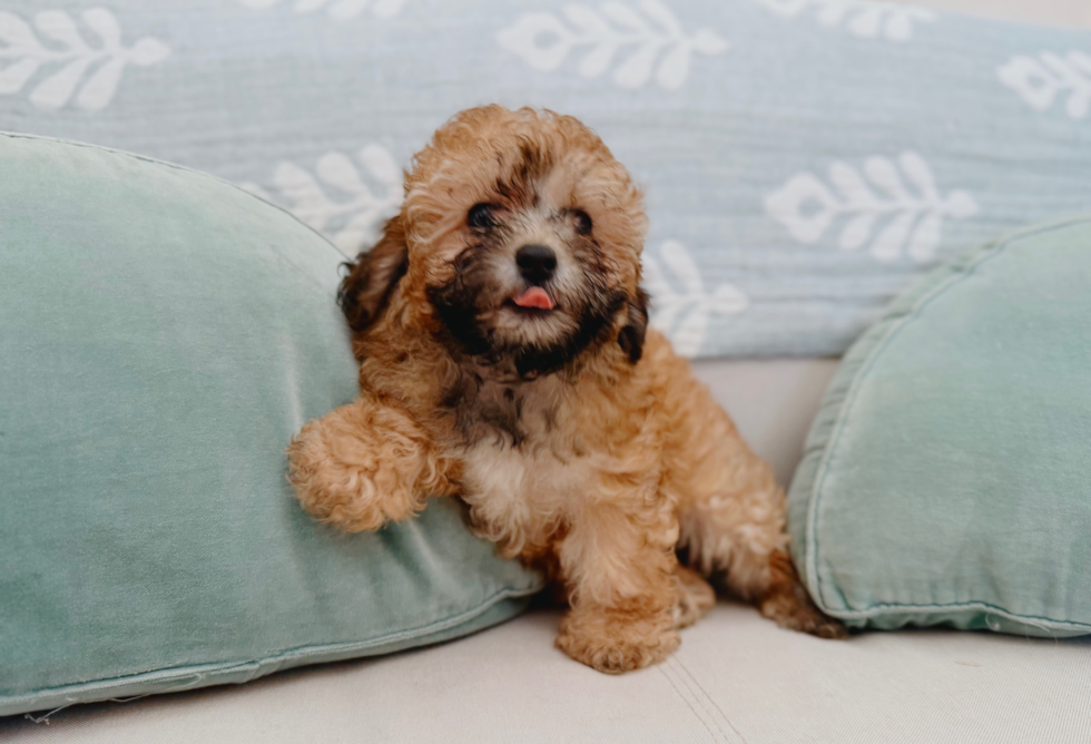 Poodle Puppy for Adoption