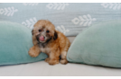 Poodle Puppy for Adoption