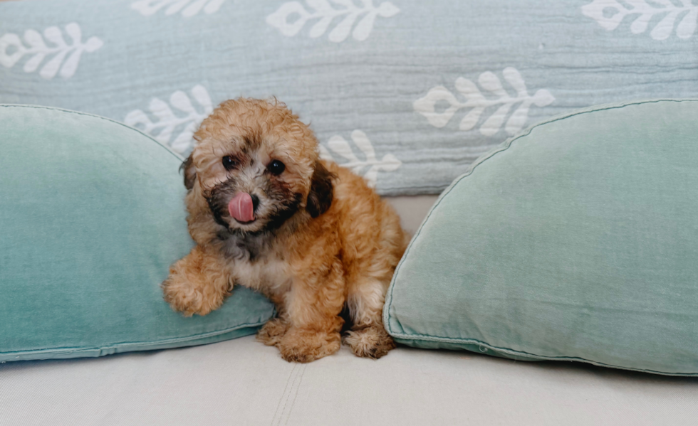 Poodle Puppy for Adoption