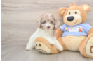 Adorable Toy Poodle Purebred Puppy