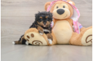 Small Poodle Purebred Pup