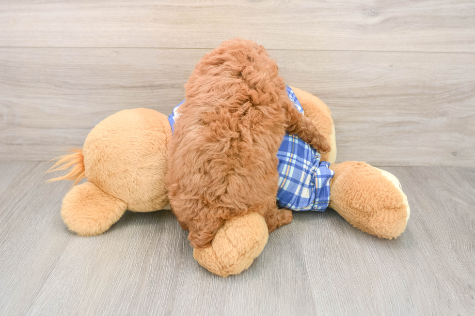 Playful Poodle Baby