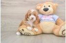 Energetic Pudle Purebred Puppy