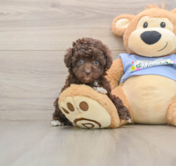 6 week old Poodle Puppy For Sale - Seaside Pups