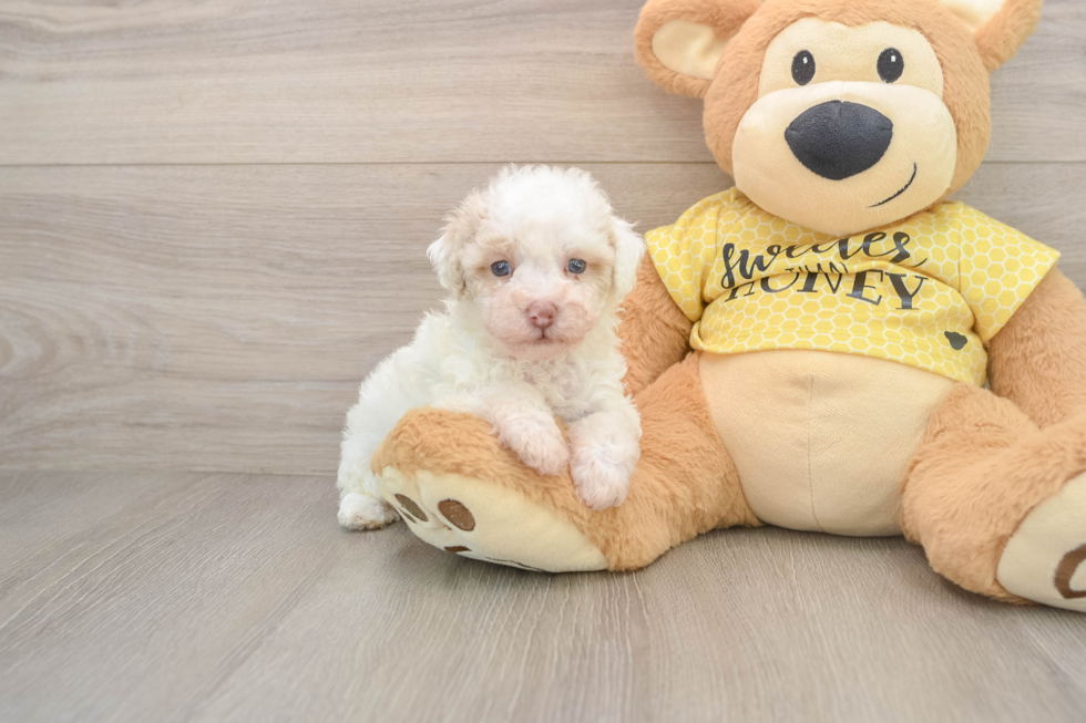 Poodle Puppy for Adoption