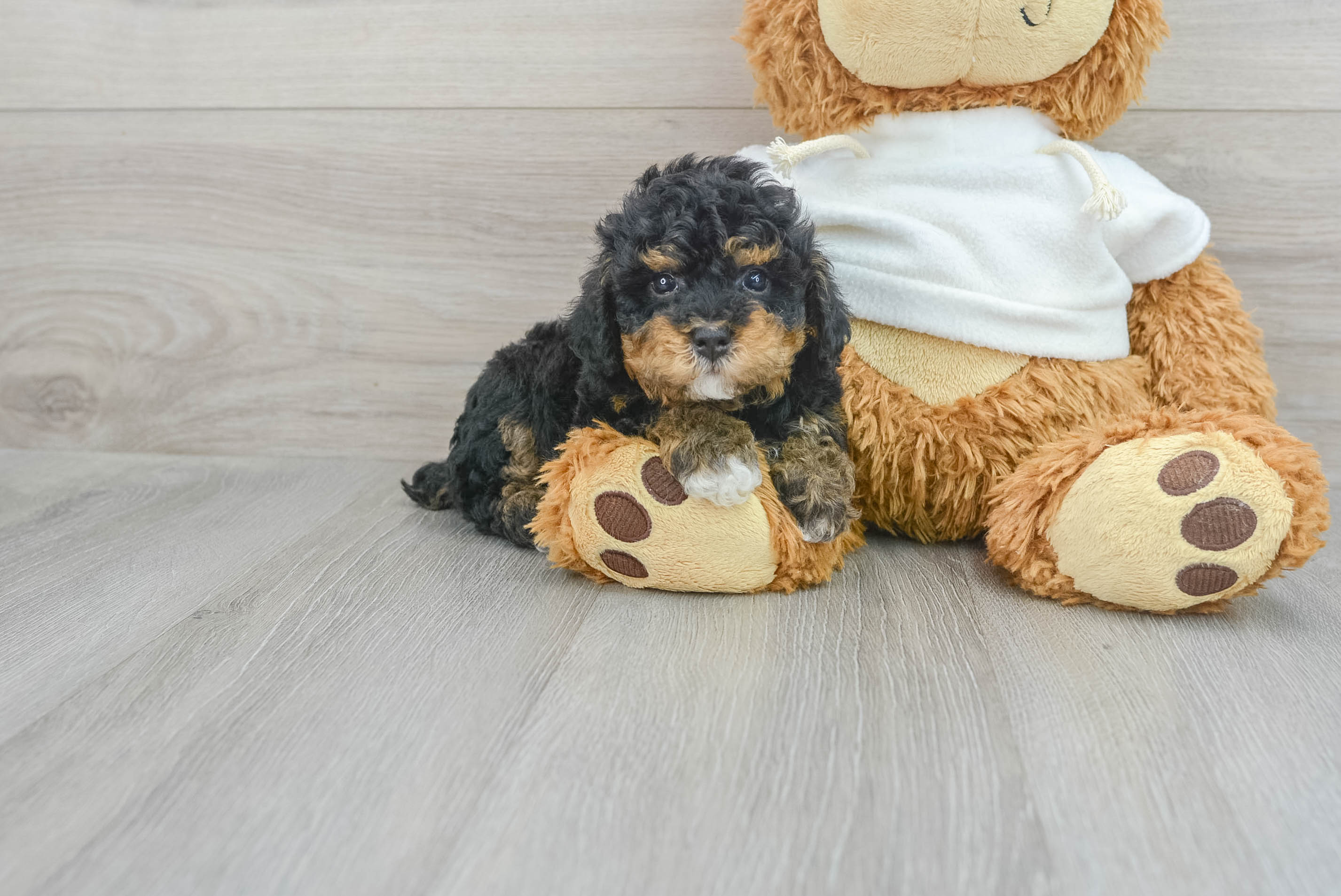 Funny Poodle Baby