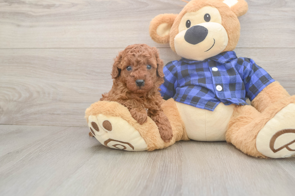 Cute Pudle Purebred Puppy