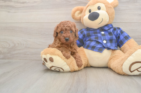 5 week old Poodle Puppy For Sale - Seaside Pups Cute Pudle Purebred Puppy