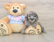 7 week old Poodle Puppy For Sale - Seaside Pups