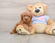 5 week old Poodle Puppy For Sale - Seaside Pups