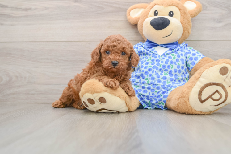 Best Poodle Baby