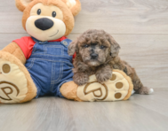 7 week old Poodle Puppy For Sale - Seaside Pups