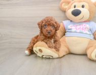 7 week old Poodle Puppy For Sale - Seaside Pups