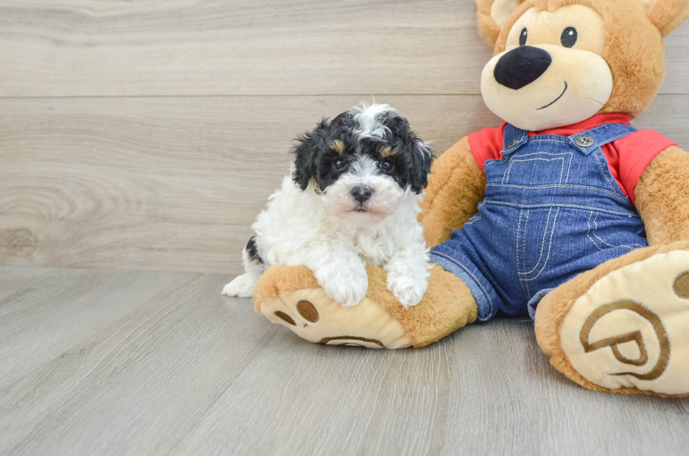 7 week old Poodle Puppy For Sale - Seaside Pups