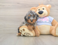 7 week old Poodle Puppy For Sale - Seaside Pups