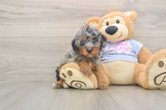 Petite Pudel Purebred Puppy