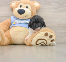 6 week old Poodle Puppy For Sale - Seaside Pups