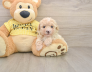 8 week old Poodle Puppy For Sale - Seaside Pups