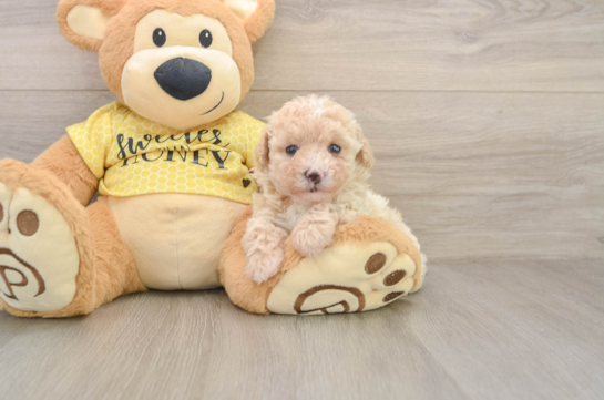 Poodle Puppy for Adoption