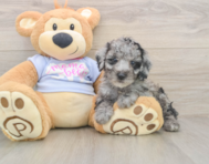 7 week old Poodle Puppy For Sale - Seaside Pups