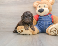 7 week old Poodle Puppy For Sale - Seaside Pups