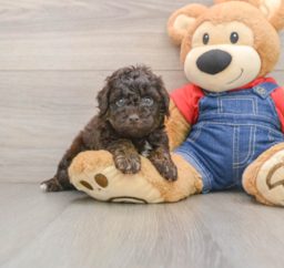 7 week old Poodle Puppy For Sale - Seaside Pups