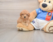 9 week old Poodle Puppy For Sale - Seaside Pups
