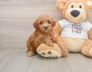 8 week old Poodle Puppy For Sale - Seaside Pups