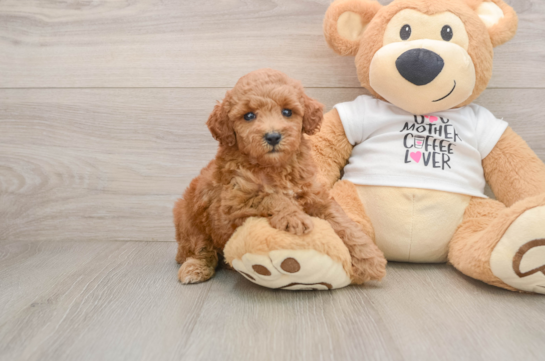 Poodle Puppy for Adoption