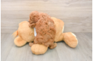 Poodle Puppy for Adoption
