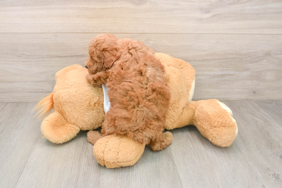 Poodle Puppy for Adoption