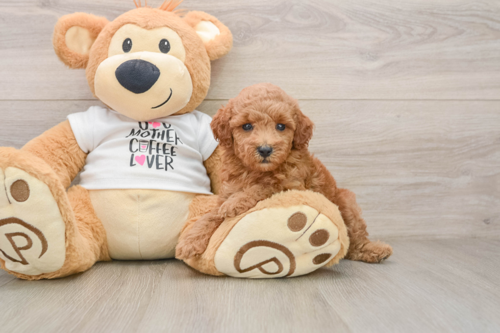 Friendly Poodle Purebred Pup