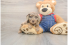 Poodle Puppy for Adoption
