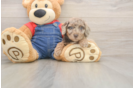 Little Poodle Baby