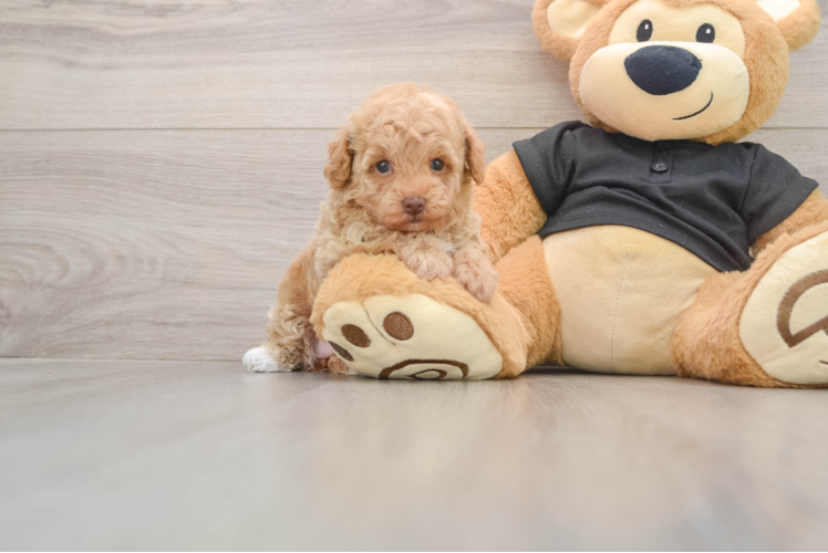 Energetic Toy Poodle Purebred Puppy