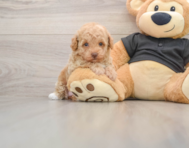 7 week old Poodle Puppy For Sale - Seaside Pups