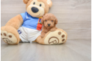 Small Poodle Purebred Pup