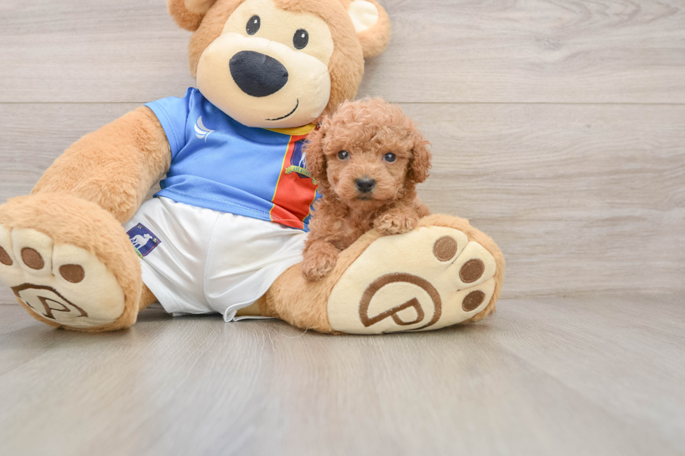 Small Poodle Purebred Pup