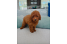 Cute Poodle Purebred Pup