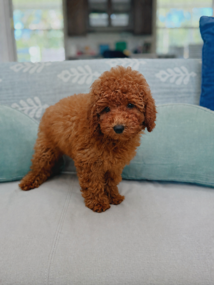 Cute Poodle Purebred Pup