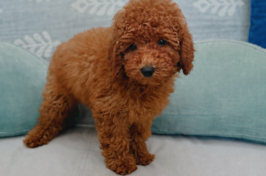 Cute Poodle Purebred Pup