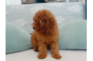 Cute Pooodle Purebred Puppy