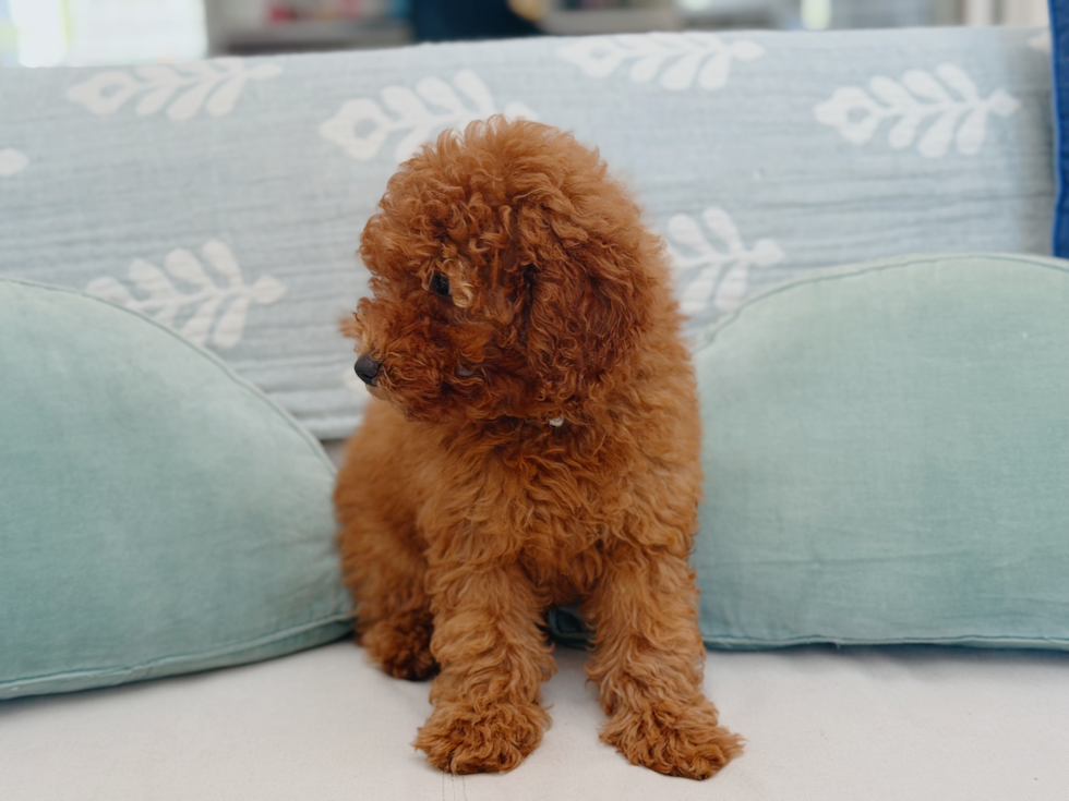 Cute Pooodle Purebred Puppy
