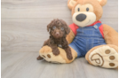 Poodle Puppy for Adoption