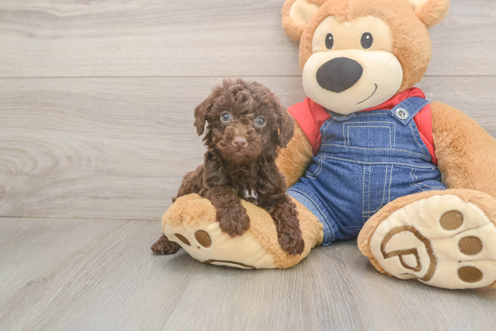 Poodle Puppy for Adoption