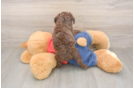 Hypoallergenic Poodle Baby