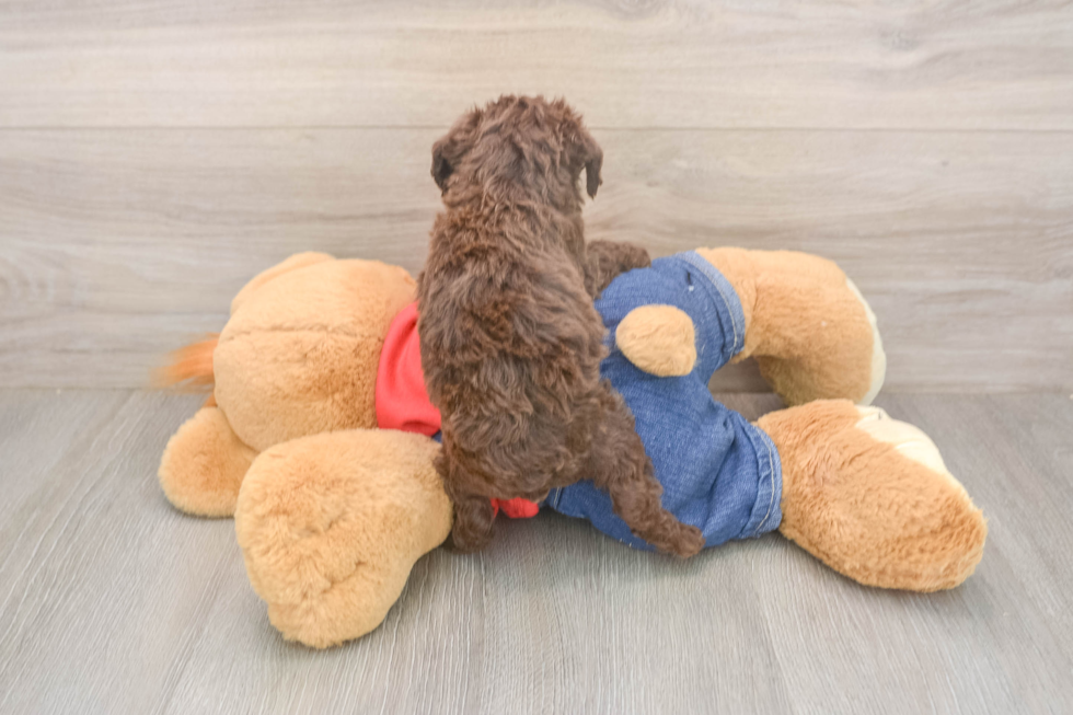 Hypoallergenic Poodle Baby