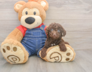 7 week old Poodle Puppy For Sale - Seaside Pups 7 week old Poodle Puppy For Sale - Seaside Pups