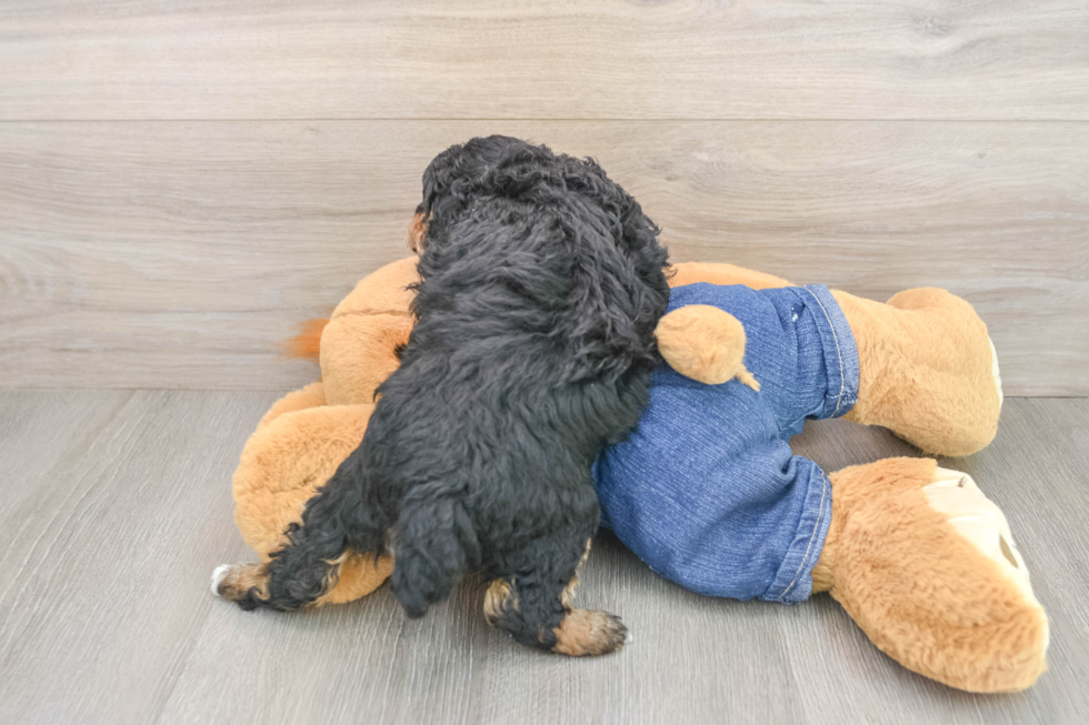 Akc Registered Poodle Baby