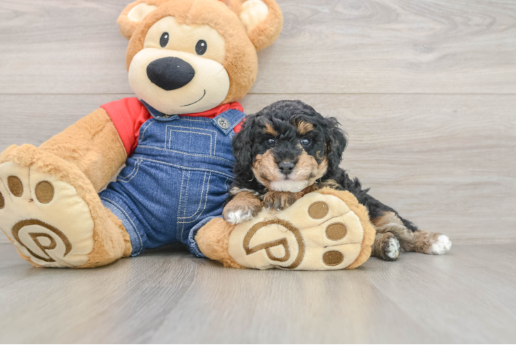 Poodle Puppy for Adoption